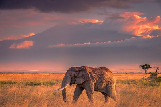 An elephant wanders across the grassy savannah of Tsavo, Kenya, at sunset, with a mountain and colorful clouds painting the backdrop