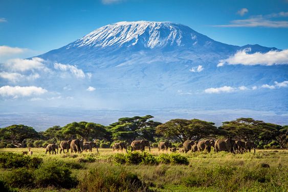 Africa Elephants