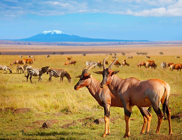 Amboseli National Park